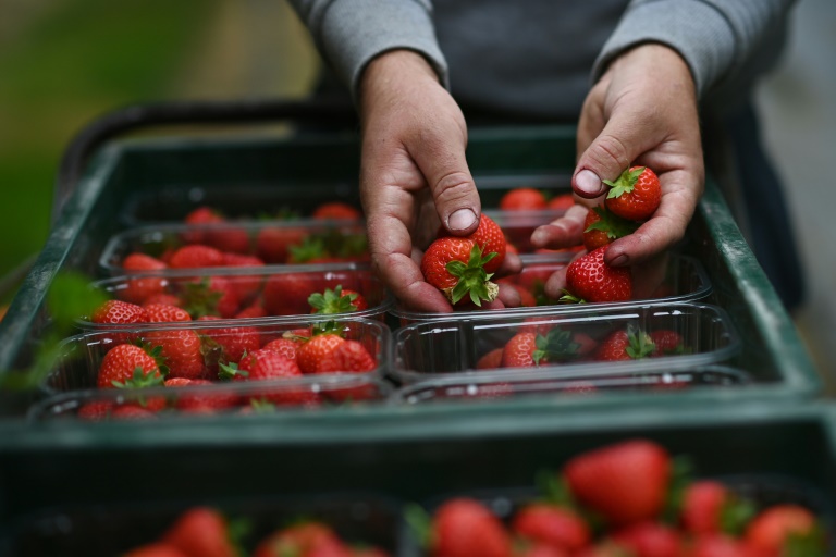 Wimbledon strawberries 'perfect' despite soggy spring