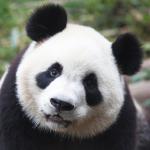 WorldWearyPanda